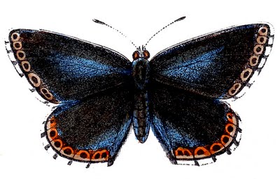 butterflies blue clip art--graphicsfairy007b (400x257, 35Kb)