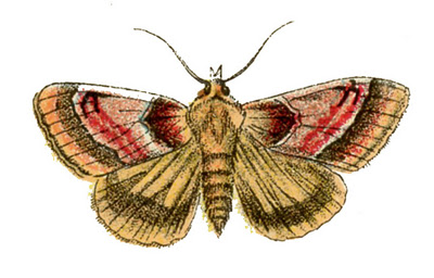 moth vintage image graphicsfairy (400x256, 43Kb)