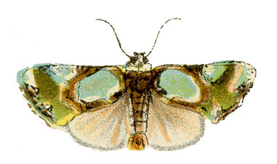 moth vintage image graphicsfairy3 (400x238, 37Kb)