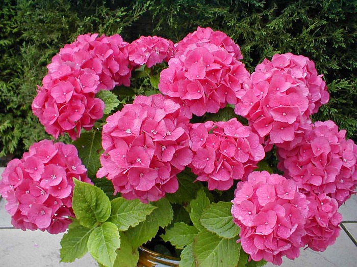 74121625_HORTENSIA (700x525, 159Kb)