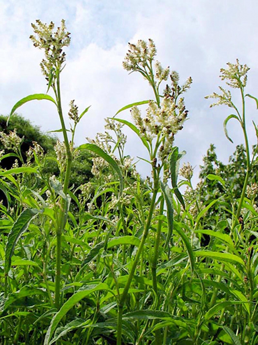   (Polygonum alpinum All.)/4316166_grechishka (525x700, 337Kb)