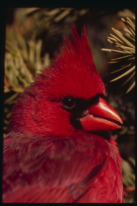 CARDINAL (466x700, 215Kb)