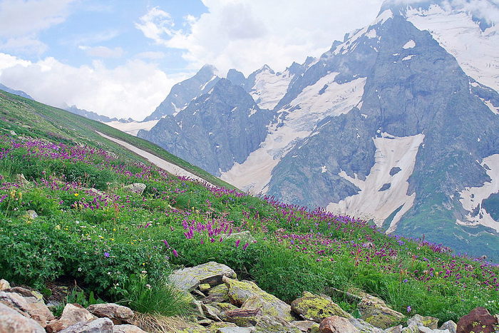 CAUCASUS Lat. Hedysarum caucasicum photo Evgenia Komarova/4316166_Kavkaz (700x467, 118Kb)