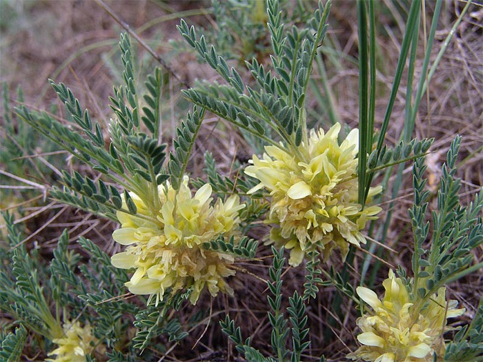 Astracantha aurea (Willd.) Podlech ( Fabaceae)   ( ). .  , -,  . , . .  . 12.06.2010.    /4316166_astragant (700x525, 151Kb)