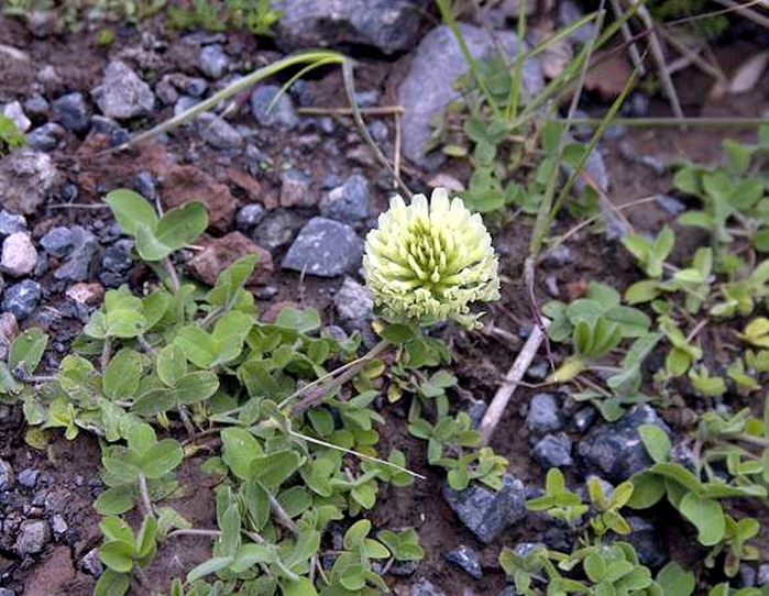 Trifolium canescens Willd. ( Fabaceae)    . ,  , 2300  ... 19.07.2009.    /4316166_klever1 (700x542, 331Kb)