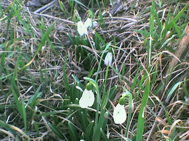 DSC00120 (640x480, 222Kb)
