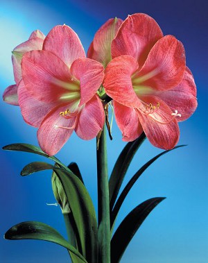 4586631_hippeastrum_1 (300x379, 34Kb)