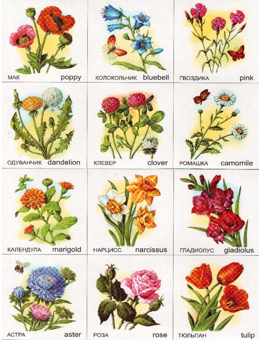 Тюльпаны картинки из бумаги