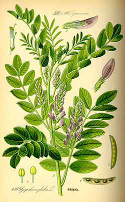 4783955_250pxIllustration_Glycyrrhiza_glabra0 (250x403, 43Kb)