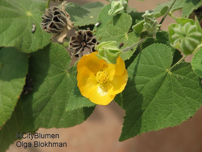 Abutilon indicum1203_7720 (700x525, 291Kb)