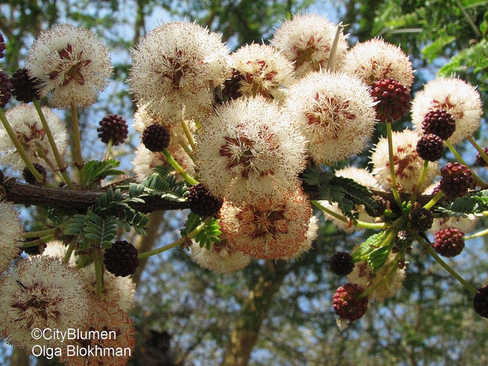 Acacia xanthophloea1203_7508 (700x525, 378Kb)