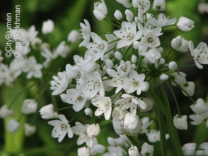 Allium neapolitanum1203_7713 (700x525, 105Kb)