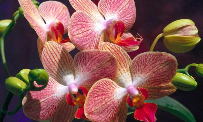 flowers-orchids-480x800 (700x420, 51Kb)