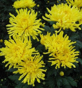 chrysanthemum4-280x300 (280x300, 37Kb)