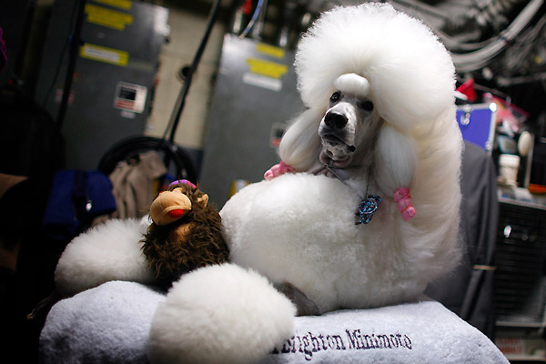 westminster_kennel_club_dog_show05 (600x400, 61Kb)