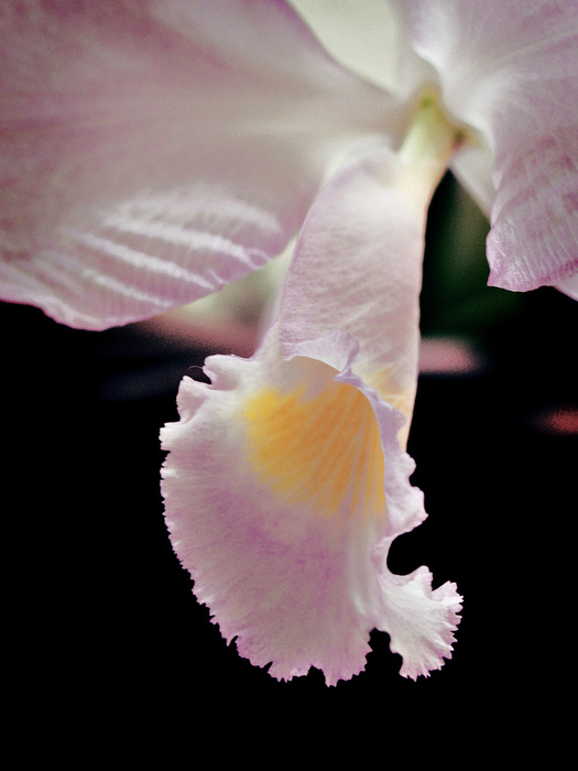 orchid (525x700, 122Kb)