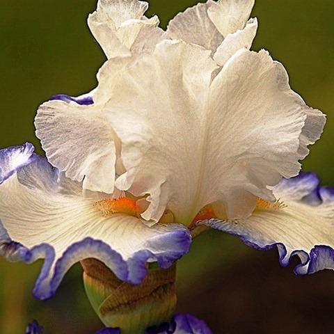 Iris23 (480x480, 65Kb)