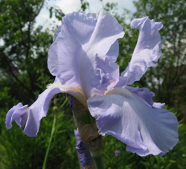 iris_2_b (600x545, 123Kb)