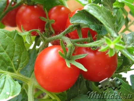 tomaty (450x338, 47Kb)