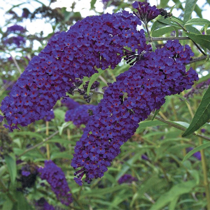 Buddleja-davidii-Empire-blue (700x700, 188Kb)