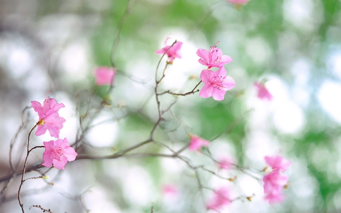 spring-flowers_021 (700x437, 180Kb)