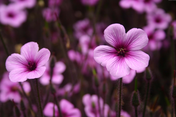 spring-flowers_006 (700x466, 175Kb)