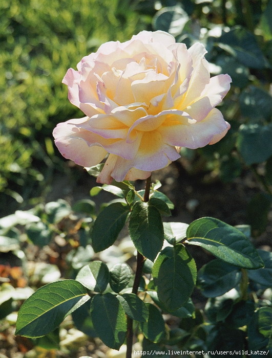 Rosa (531x700, 238Kb)