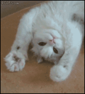 Cat-flexing-paws (292x323, 1015Kb)