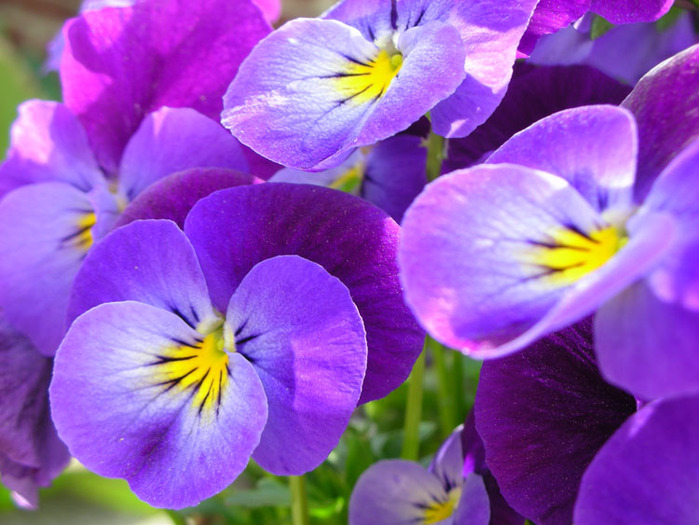 Фиолетовые цветы фото с названиями весной