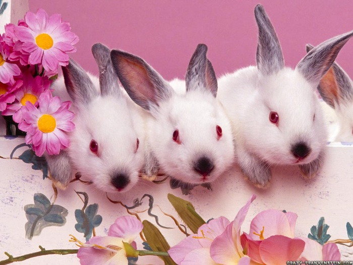 cute-bunnies-easter-wallpaper (700x525, 102Kb)