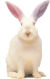 3875523_Rabbit_ear_ANIM (50x79, 5Kb)