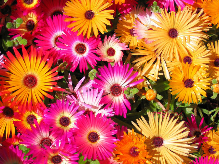 flowers_wp-1024 (700x525, 145Kb)