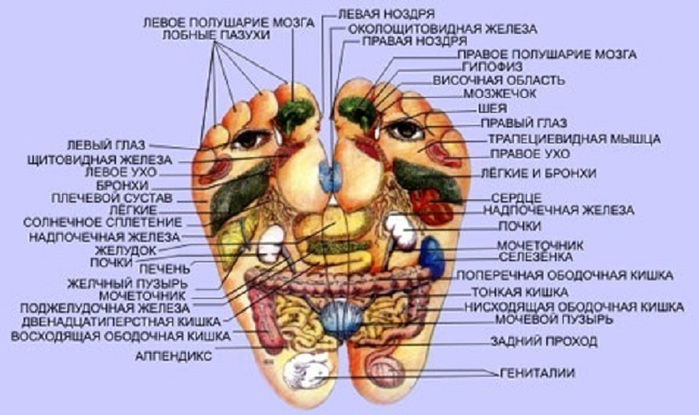 Органы человека на стопе ноги отвечающие схема