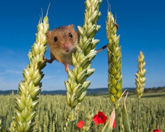 harvestmouse_2_funnypagenet_com (570x456, 74Kb)