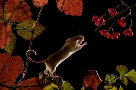 harvestmouse_11_funnypagenet_com (570x380, 54Kb)