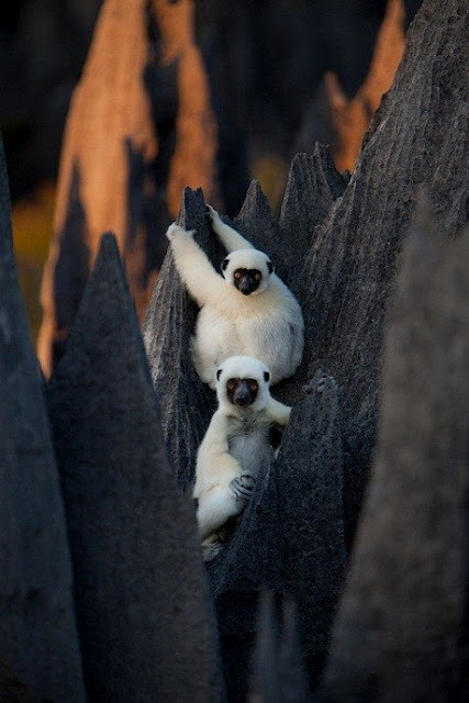 Madagascar Stone Forest Photos (2) (427x640, 68Kb)