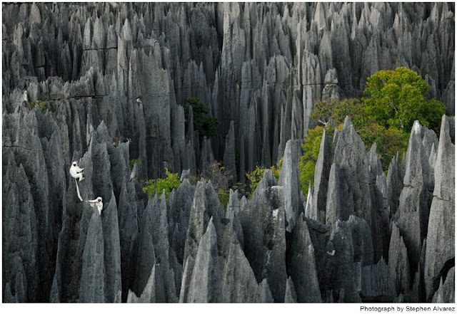 Madagascar Stone Forest Photos (18) (640x441, 93Kb)