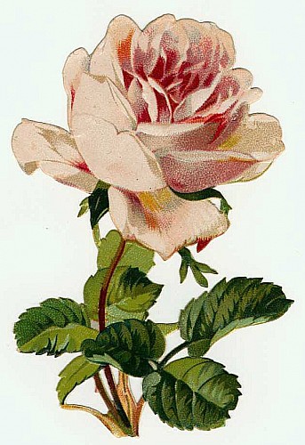 floral_illustrations_sjpg15554 (343x500, 60Kb)