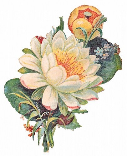 floral_illustrations_sjpg15861 (406x500, 59Kb)