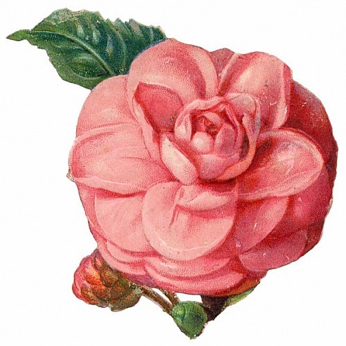 floral_illustrations_sjpg15705 (500x500, 69Kb)