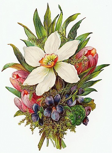 floral_illustrations_sjpg15850 (366x500, 75Kb)