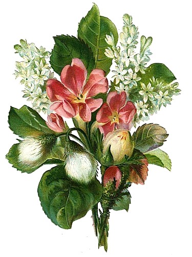 floral_illustrations_sjpg16085 (375x500, 65Kb)
