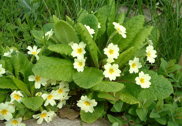 2714816_primula_vulgaris_001 (700x484, 117Kb)