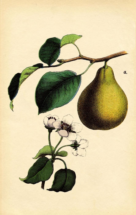 antique-pear-graphicsfairysm (444x700, 233Kb)