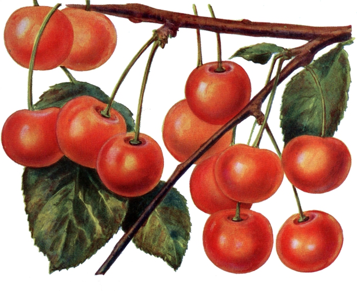 cherry-vintage-image-Graphics-Fairy2 (700x570, 277Kb)