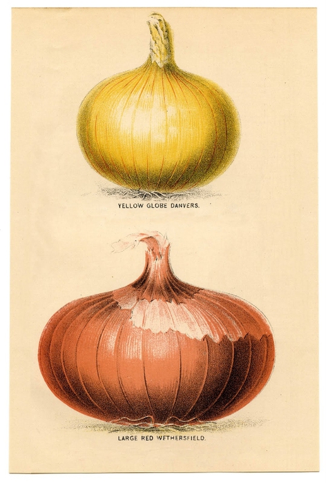 onions vintage image graphicsfairy5sm (472x700, 215Kb)