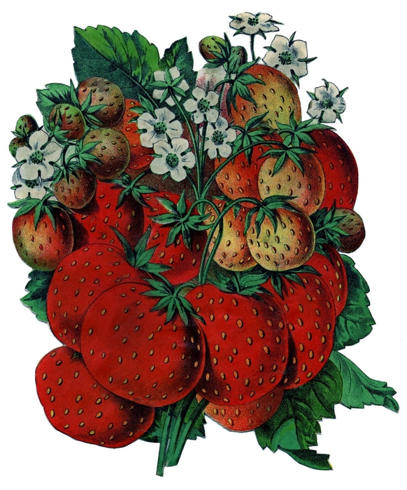 strawberries-graphicsfairy005 (582x700, 308Kb)