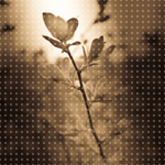 1334480033_7 (150x150, 42Kb)