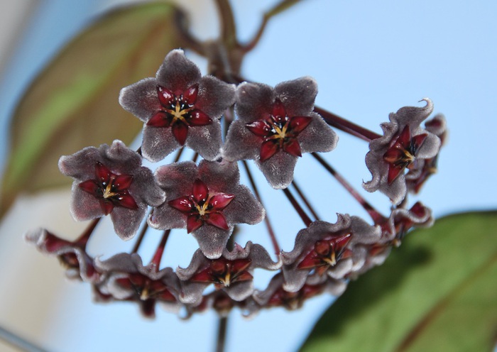 DSC_0102_1 (700x496, 89Kb)