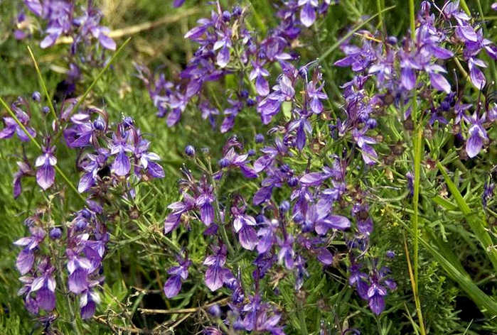 Teucrium orientale L. ( Lamiaceae)    .    . ,   . 14  2010 .     /4316166_dybrovnik_irik1 (700x472, 334Kb)